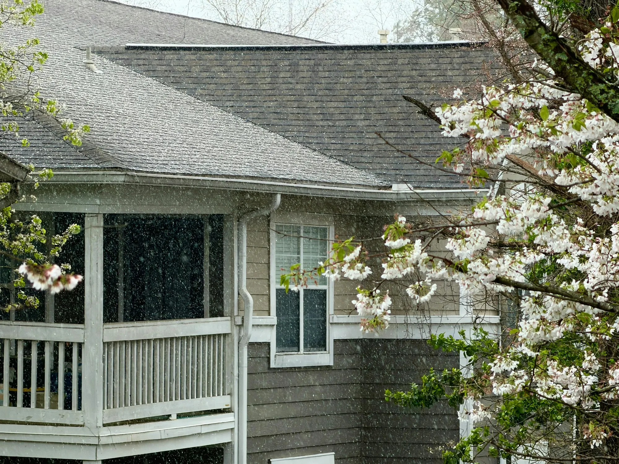 Townhouse roofline and gutters in the rain beside a flowering tree